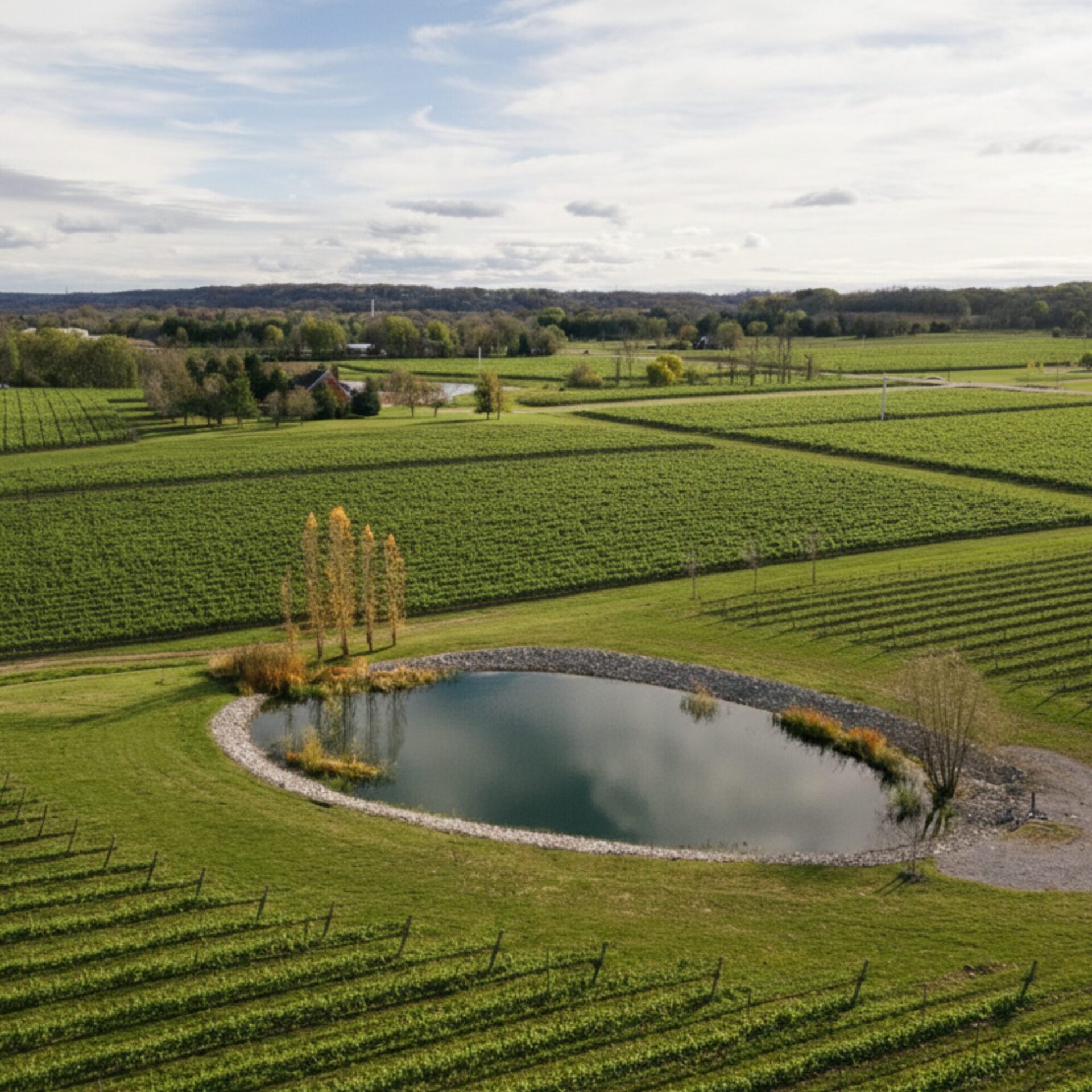 Aerial view of AMO Estate Winery vineyards and ceremony pond in Niagara-on-the-Lake