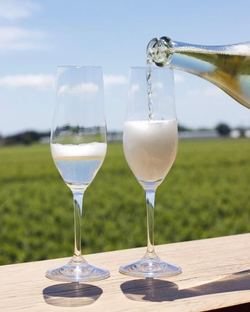 Jackson-Triggs sparkling wine overlooking the vineyard