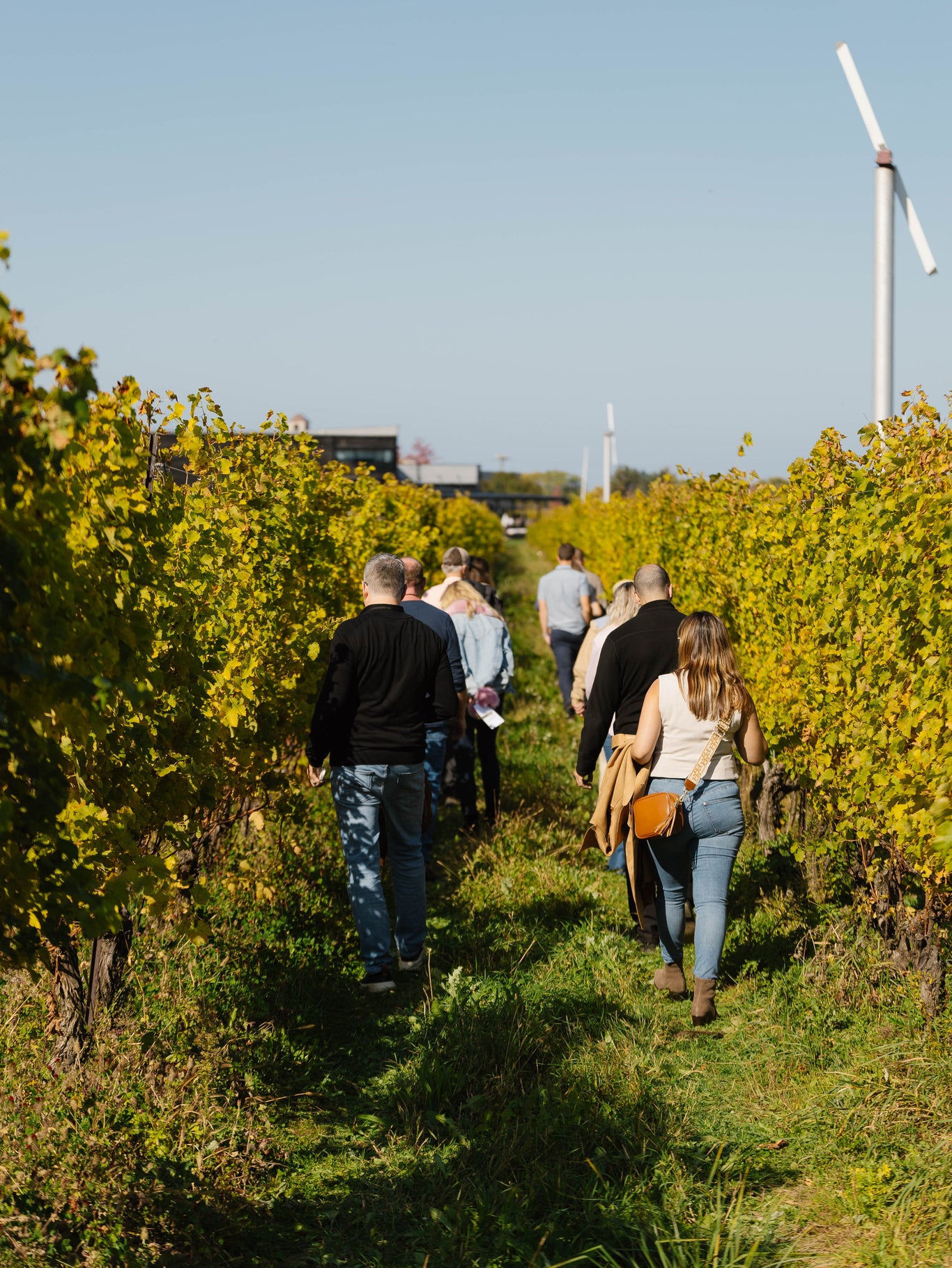 Guests walking through the Stratus vineyard